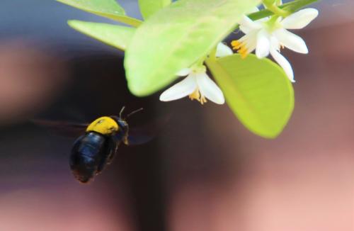 Xylocopa sp.